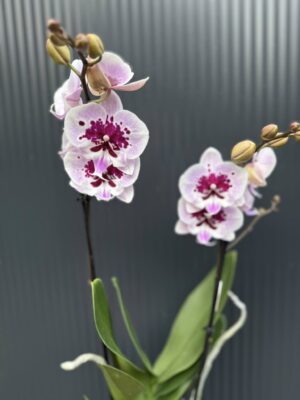 Phalaenopsis Lioulin Hot Lip | Storczyk przekwita