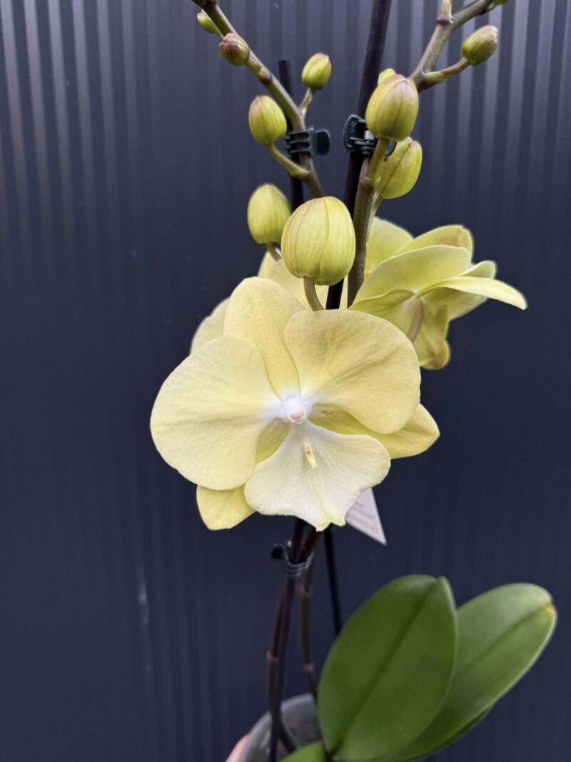 Phalaenopsis (Tying Shin Melody × KS Big Johnson) | Storczyk Phalaenopsis (Tying Shin Melody × KS Big Johnson) | Storczyk