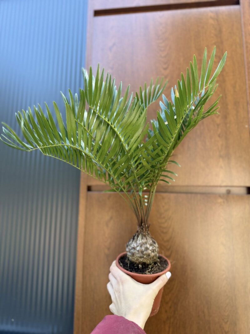 Zamia | Sagowiec Zamia | Sagowiec