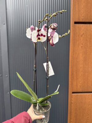 Phalaenopsis Polka Dot | Storczyk przekwitnięty