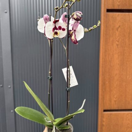 Phalaenopsis Polka Dot | Storczyk przekwitnięty