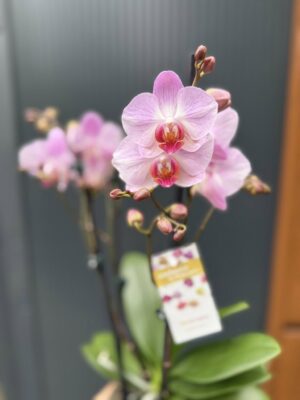 Phalaenopsis ‘Candy’ | Storczyk przekwitnięty