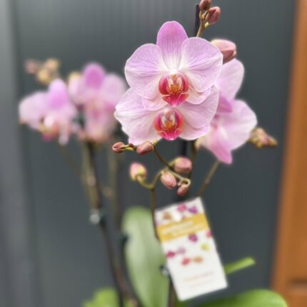 Phalaenopsis ‘Candy’ | Storczyk przekwitnięty