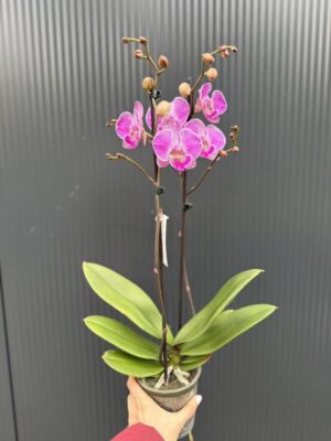 Phalaenopsis Royal Smile | Storczyk przekwitnięty