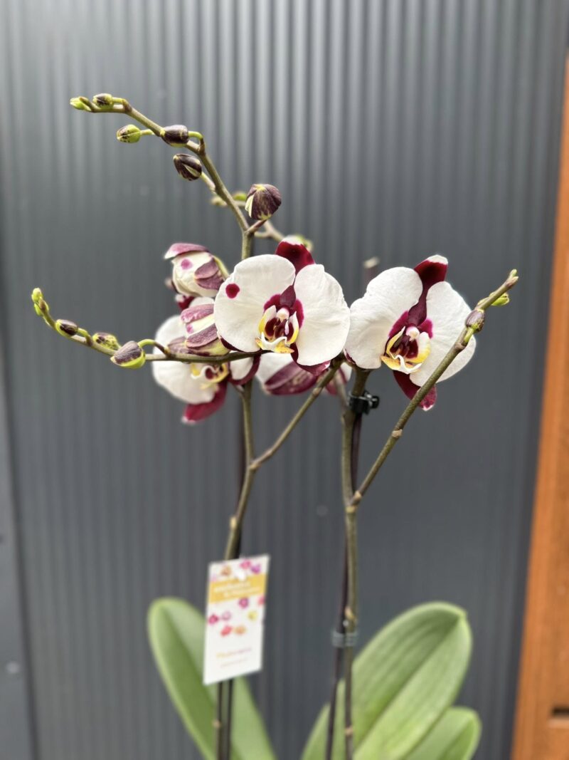 Phalaenopsis Polka Dot | Storczyk przekwitnięty