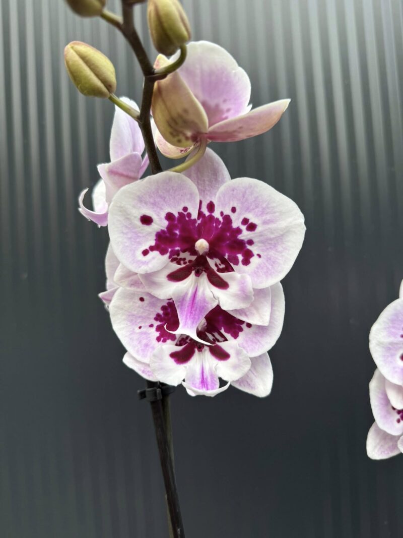 Phalaenopsis Lioulin Hot Lip | Storczyk przekwita