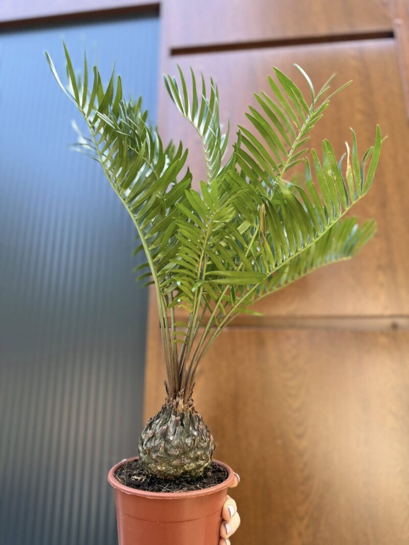 Zamia | Sagowiec
