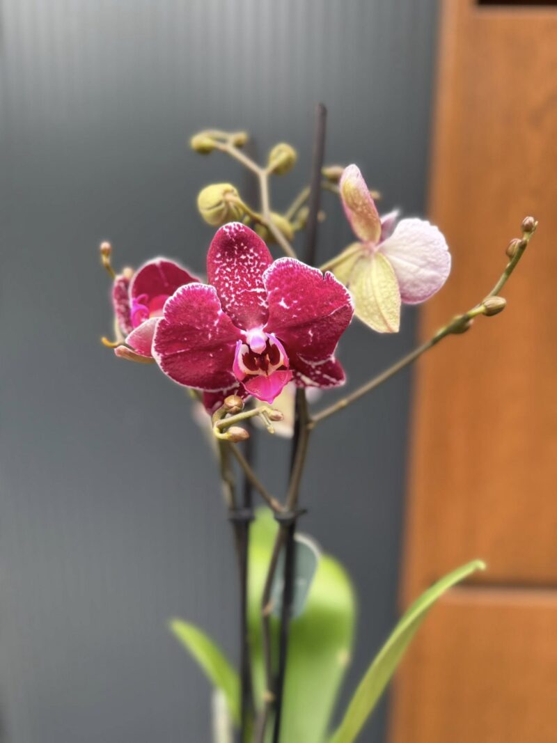 Phalaenopsis Education  | Storczyk