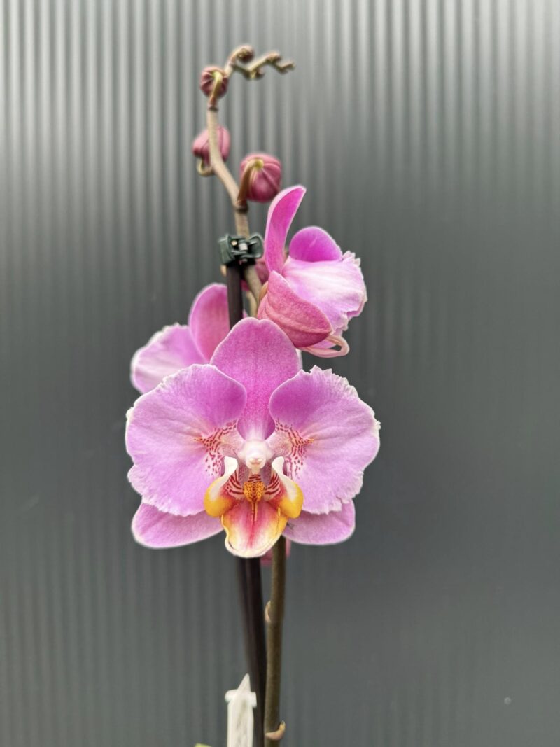 Phalaenopsis Cadillac Peloric | Storczyk przekwitający Phalaenopsis Cadillac Peloric | Storczyk przekwitający