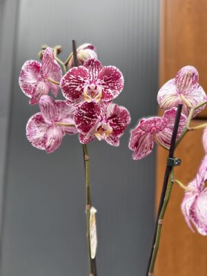 phalaenopsis chocolate | Storczyk przekwitnięty