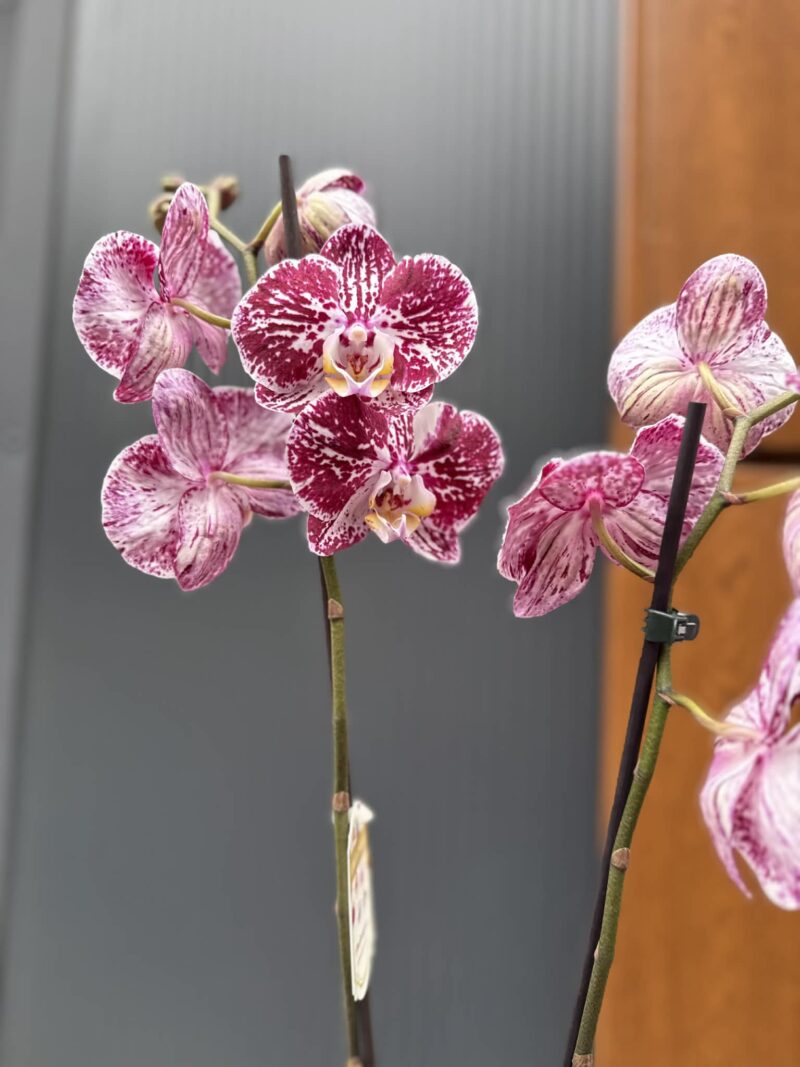 phalaenopsis chocolate | Storczyk przekwitnięty