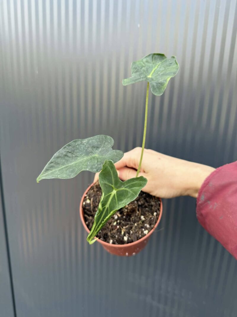 Alocasia Micholitziana Frydek Tattoo Alocasia Micholitziana Frydek Tattoo