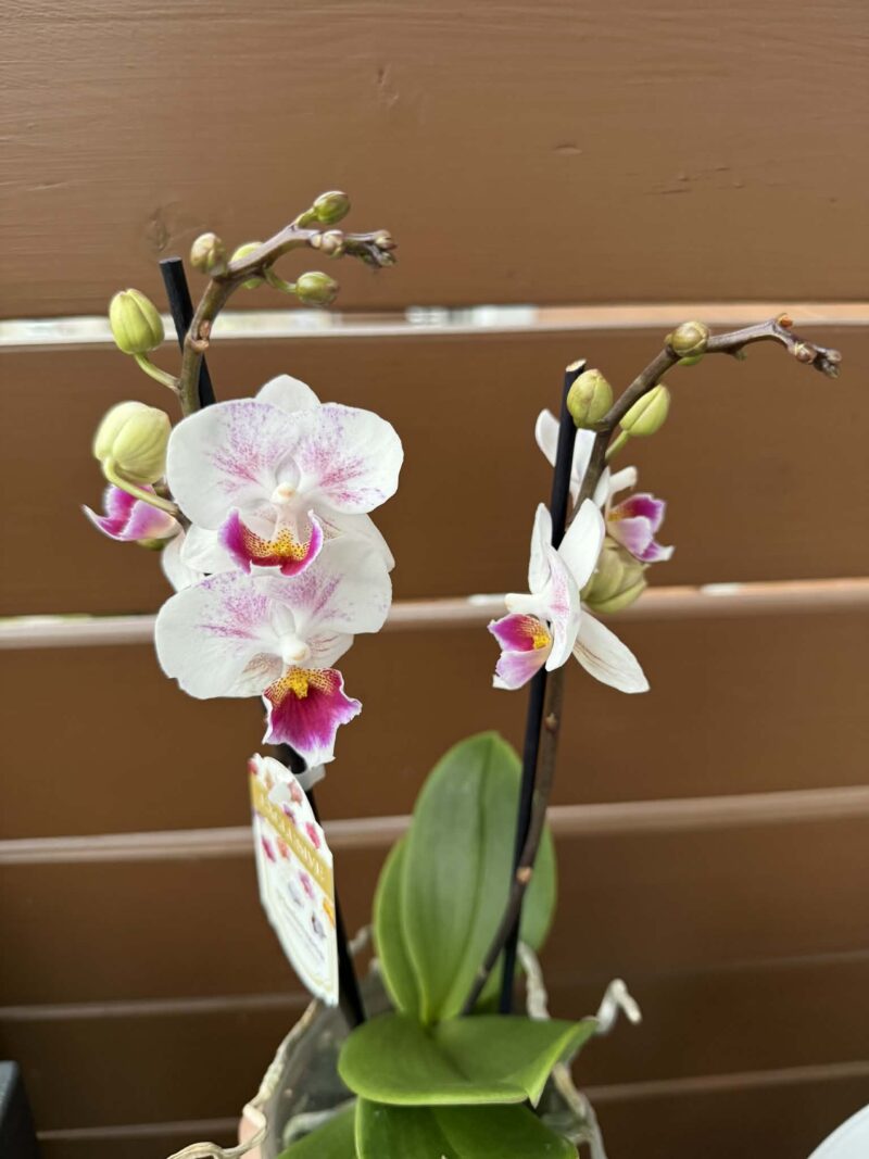 Phalaenopsis Limited 20 | Storczyk przekwitnięty