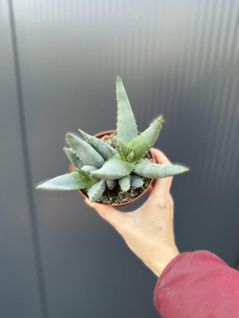 Aloe peglerae