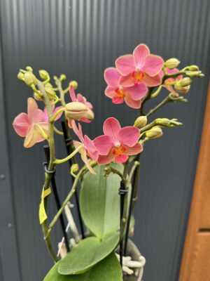 Phalaenopsis Boquetto Charme | Storczyk