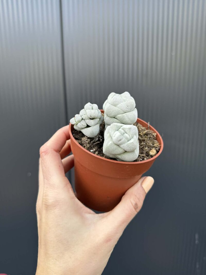 Crassula Deceptor
