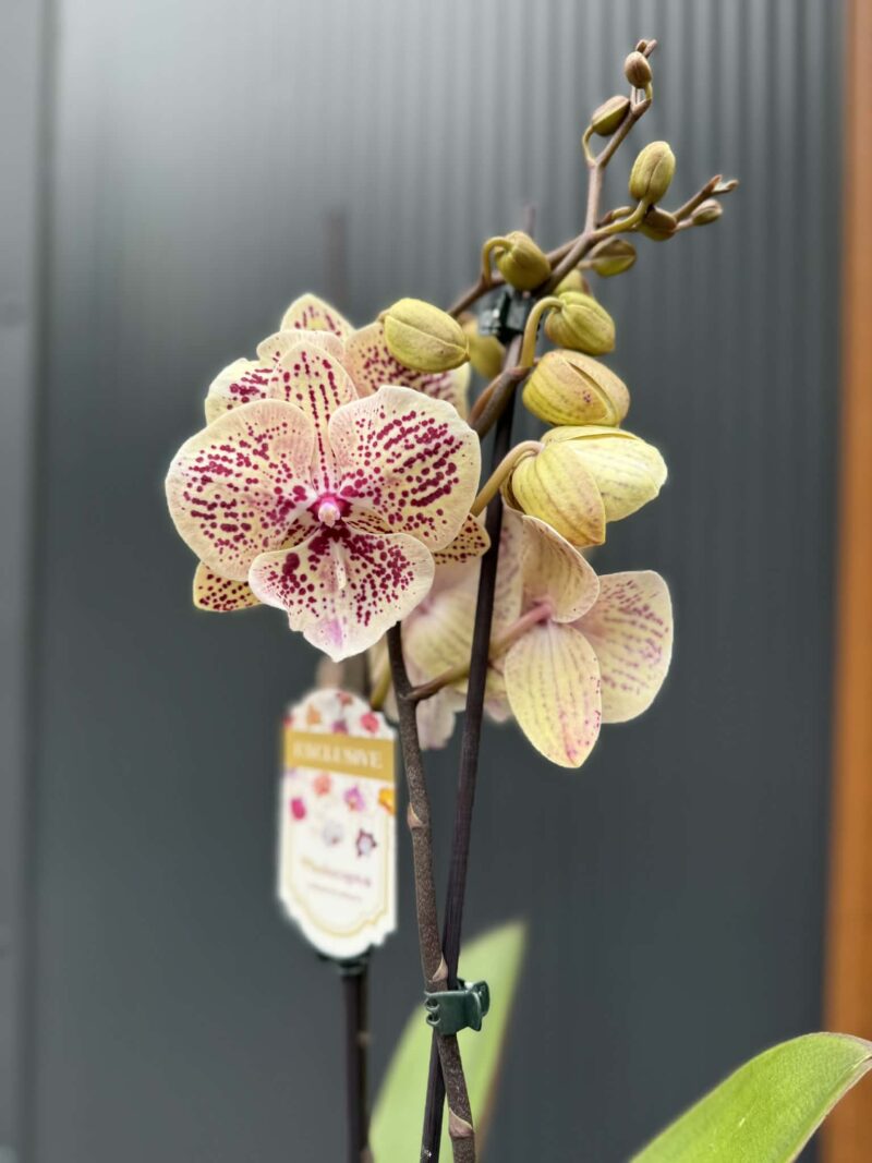 Phalaenopsis Limited 16 big lip | Storczyk Phalaenopsis Limited 16 big lip | Storczyk