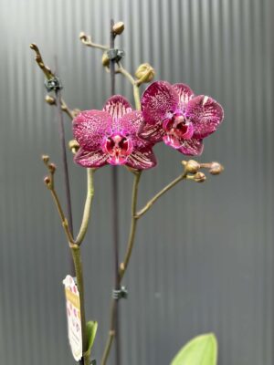 Phalaenopsis PH 404 | Storczyk przekwitający