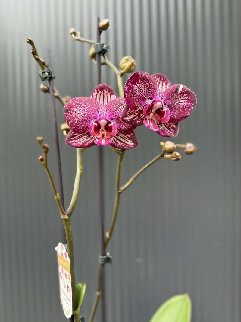 Phalaenopsis PH 404 | Storczyk przekwitający
