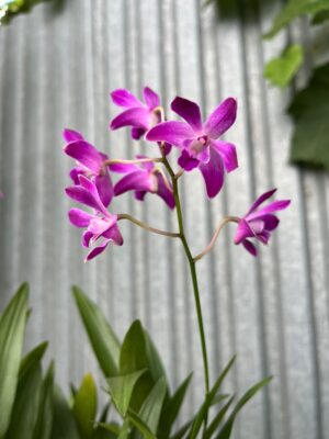 Dendrobium ‘Berry Oda’ | Storczyk