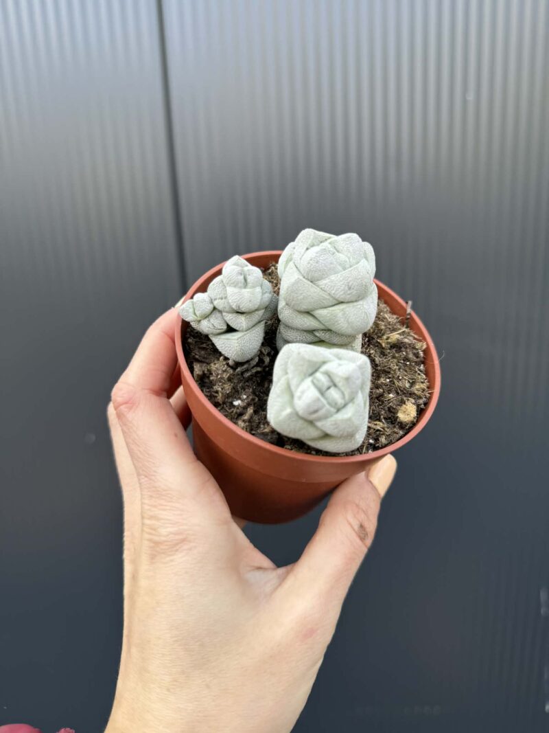 Crassula Deceptor
