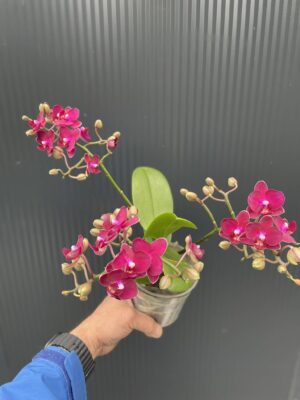 Phalaenopsis Multiflora Freedanzo Sparrow | Storczyk