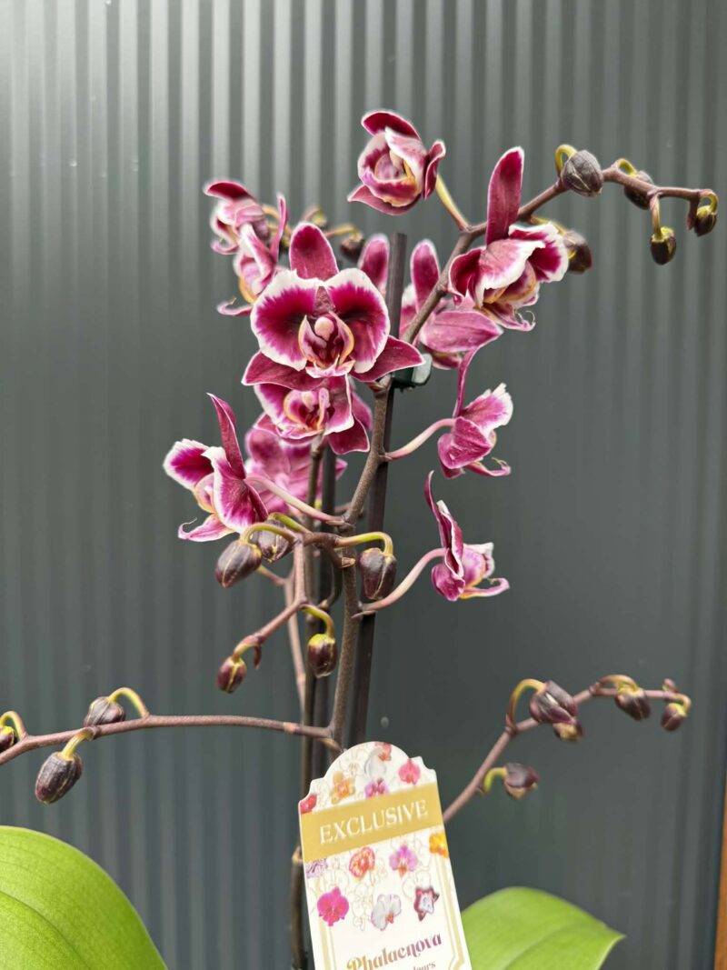 phalaenopsis miki little fox | Storczyk phalaenopsis miki little fox | Storczyk