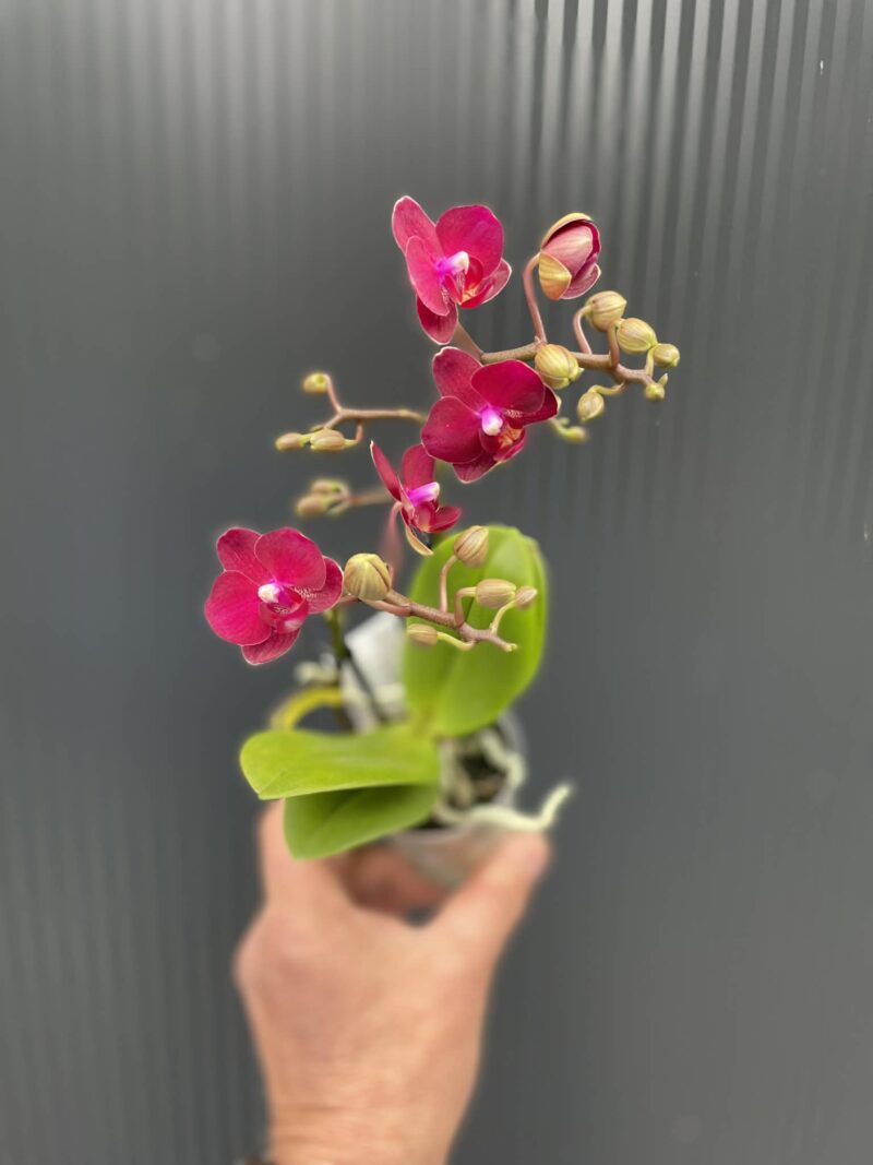 Phalaenopsis ‘Lola’ | Storczyk