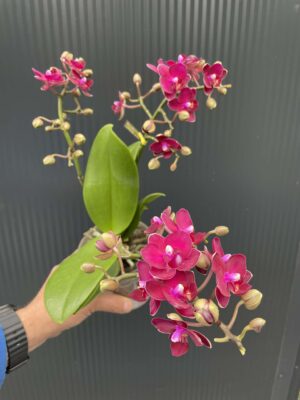 Phalaenopsis Multiflora Freedanzo Sparrow | Storczyk