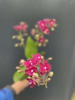 Phalaenopsis Multiflora Freedanzo Sparrow | Storczyk