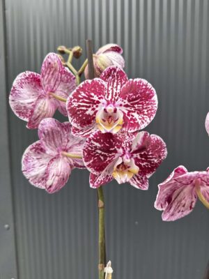 phalaenopsis chocolate | Storczyk przekwitnięty