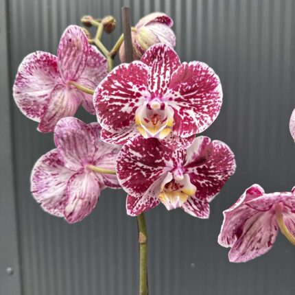 phalaenopsis chocolate | Storczyk przekwitnięty