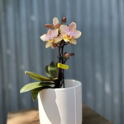 Phalaenopsis Aromio Honey | Stroczyk pachnący