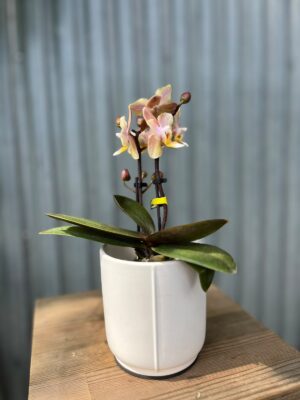 Phalaenopsis Aromio Honey | Stroczyk pachnący