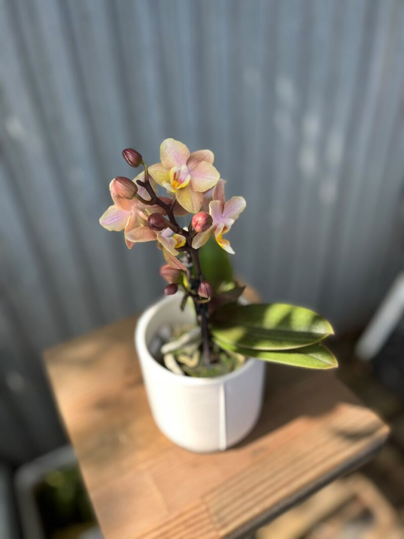 Phalaenopsis Aromio Honey | Stroczyk pachnący