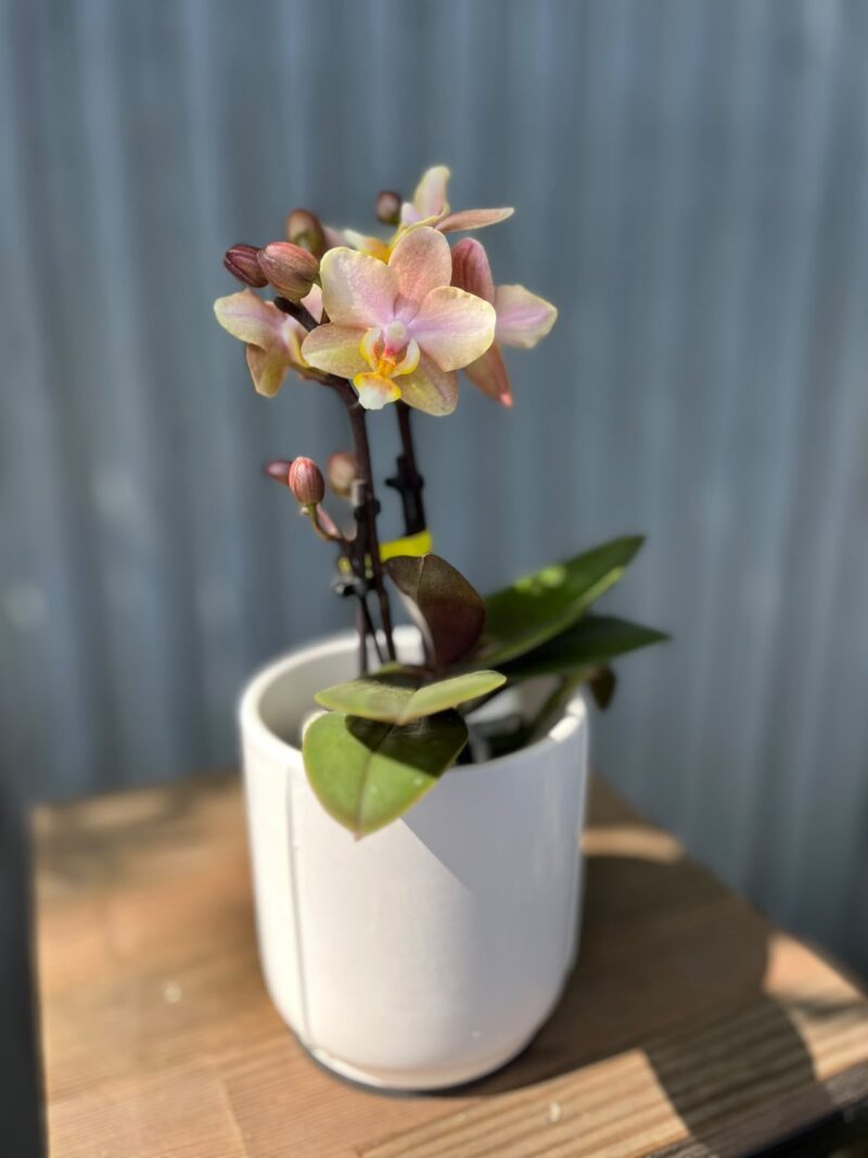 Phalaenopsis Aromio Honey | Stroczyk pachnący