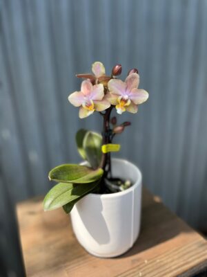 Phalaenopsis Aromio Honey | Stroczyk pachnący