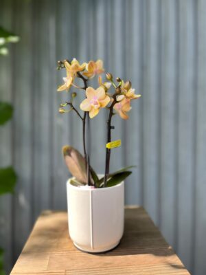 Phalaenopsis Mineral (Scention) | Storczyk pachnący