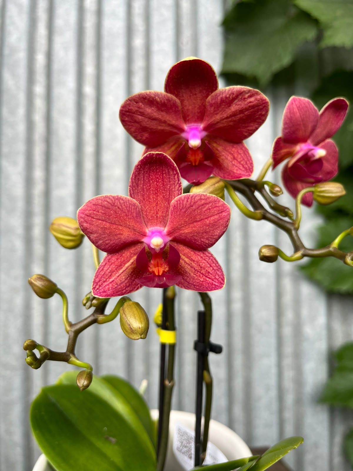 Phalaenopsis Congo | Storczyk