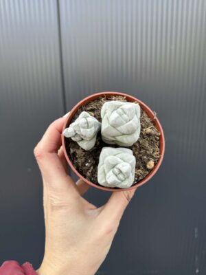 Crassula Deceptor