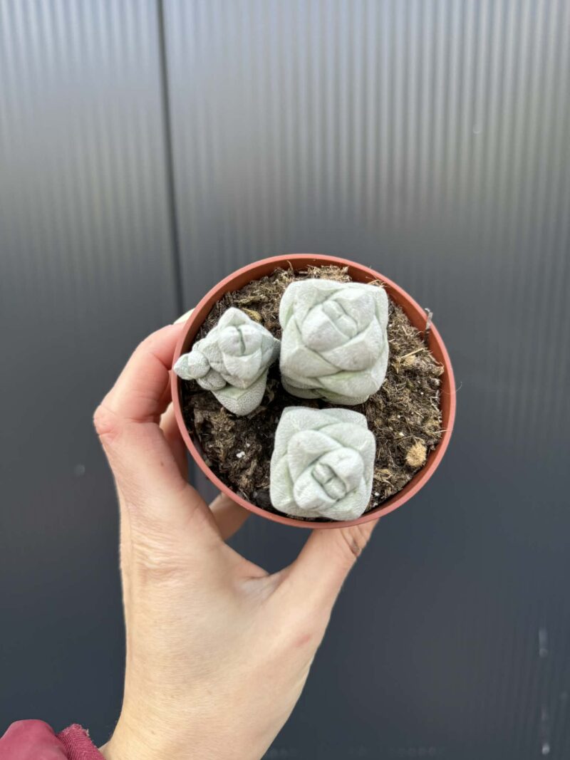 Crassula Deceptor