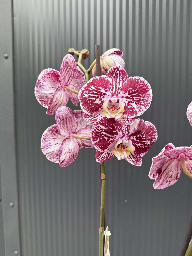phalaenopsis chocolate | Storczyk przekwitnięty