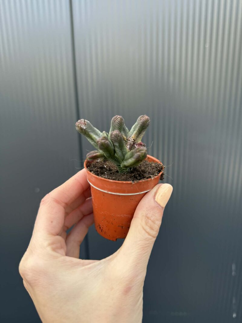 Crassula pyramidalis Crassula pyramidalis