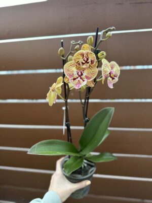 Phalaenopsis Peach big lip | Storczyk przekwitnięty