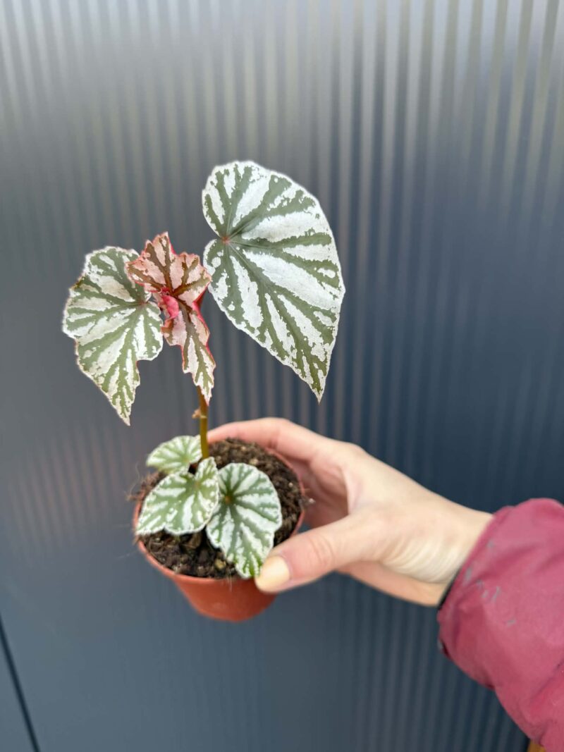 Begonia ‘Looking Glass’