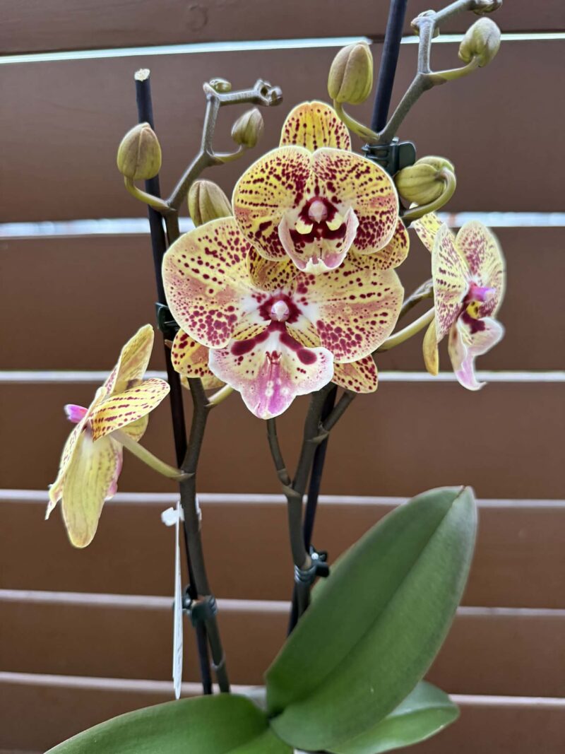 Phalaenopsis Peach big lip | Storczyk przekwitnięty