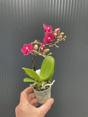 Phalaenopsis ‘Lola’ | Storczyk