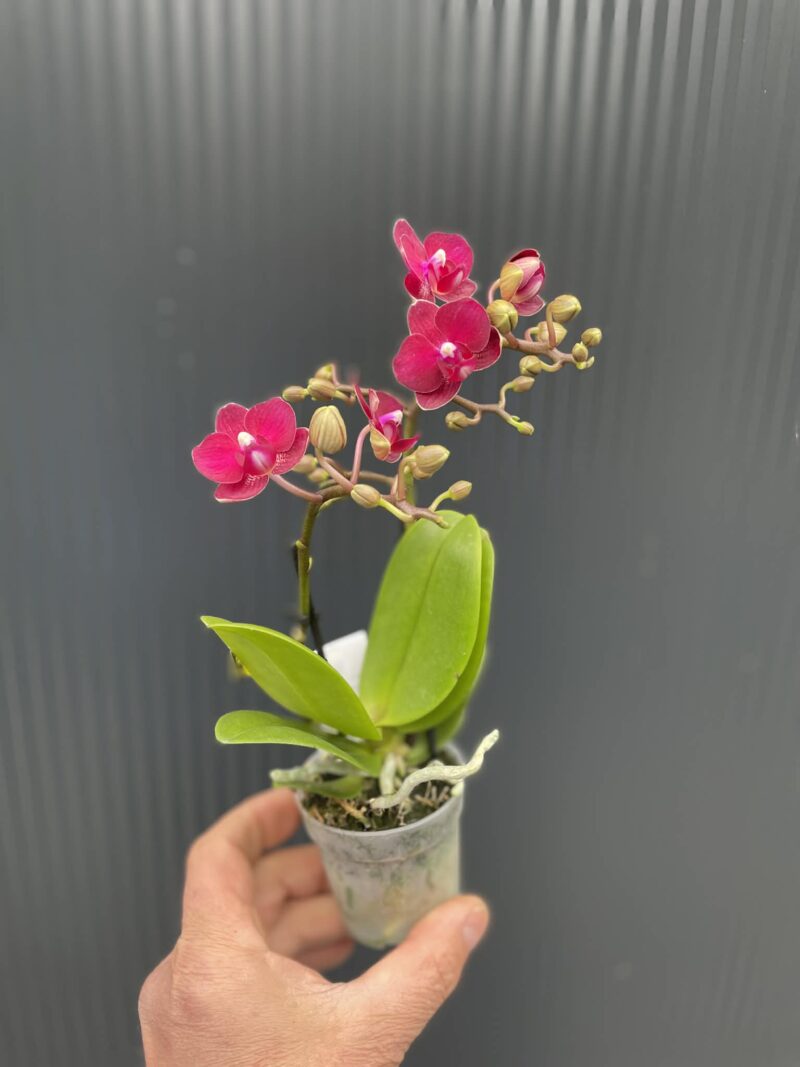 Phalaenopsis ‘Lola’ | Storczyk Phalaenopsis ‘Lola’ | Storczyk