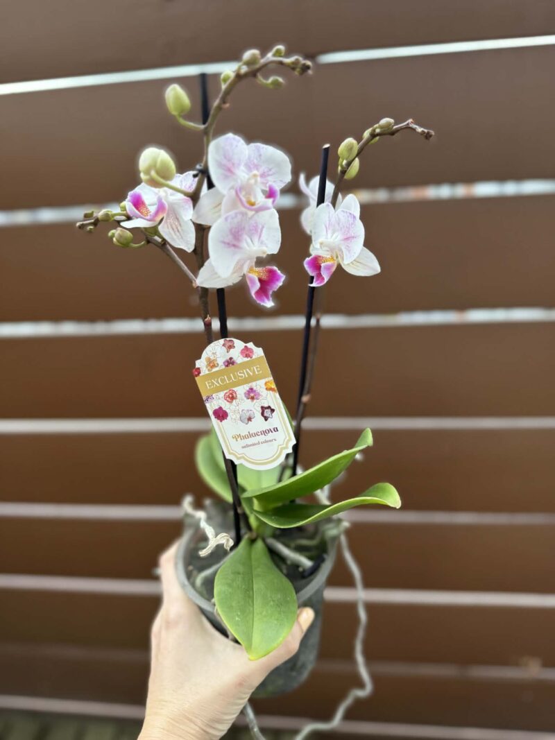 Phalaenopsis Limited 20 | Storczyk przekwitnięty