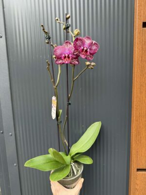 Phalaenopsis PH 404 | Storczyk przekwitający